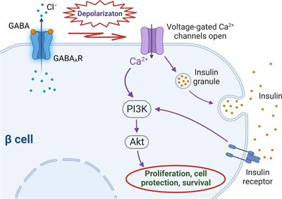 GABA signalling in human pancreatic islets